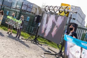 Deutsches Tierschutzbüro e.V. Schockbilder aus Tönnies- Zulieferbetrieb: Tierrechtler*innen zeigen Bilder auf Leinwand vor Tönnies-Schlachthof in Sögel (Niedersachsen)