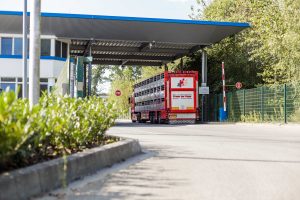 Deutsches Tierschutzbüro e.V. Schockbilder aus Tönnies- Zulieferbetrieb: Tierrechtler*innen zeigen Bilder auf Leinwand vor Tönnies-Schlachthof in Sögel (Niedersachsen)