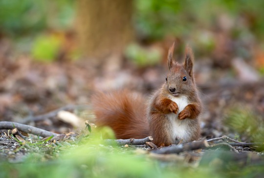Presse- und Öffentlichkeitsarbeit i.A. der Heinz Sielmann Stiftung